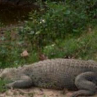 Crocodile At Satkosia