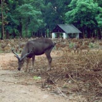 Sambar at Kuanria Deer Park