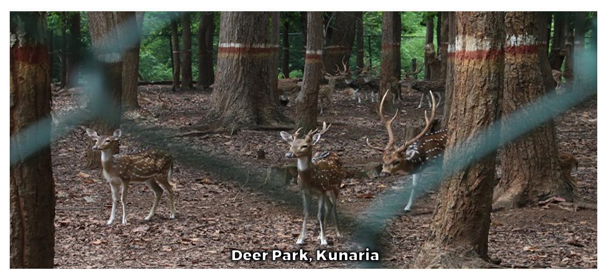 Deer Park, Kunaria