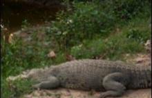 Crocodile At Satkosia