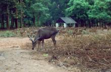 Sambar at Kuanria Deer Park