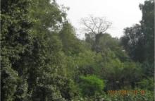 View at Gokulananda Pitha